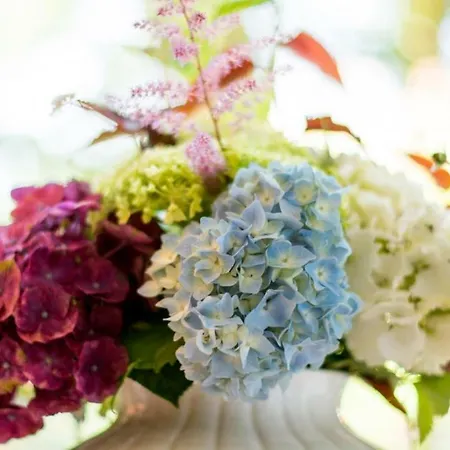 Les Hortensias Du Haut-bois